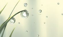 属牛过年相亲是一种什么样的体验