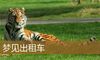 梦见出租车
