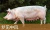梦见中风