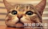 梦见把猫打死