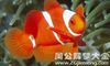 梦见三条鱼