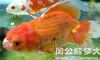 梦见两条鱼