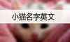 小猫名字英文