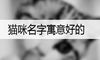 猫咪名字寓意好的