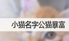小猫名字公猫暴富