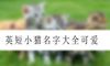 英短小猫名字大全可爱