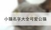小猫名字大全可爱公猫