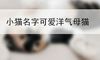 小猫名字可爱洋气母猫