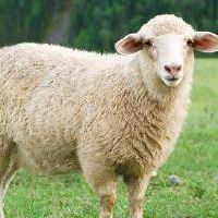 最好地生下一个婴儿。