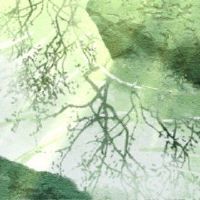 梦想蔬菜非常茂盛