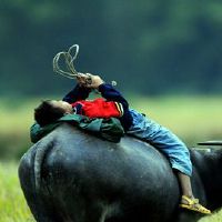 谁是12个黄道带“凤凰人”