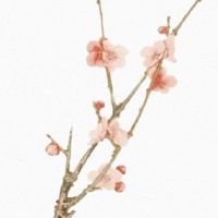 2022年属虎本命年可以结婚吗 本命年结婚易破财