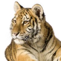 虎2022年，今年有一个大禁忌，2022年，今年