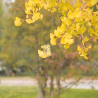 家庭职业正在蓬勃发展,这些黄道带老了