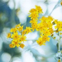 最烦人的三个黄道带