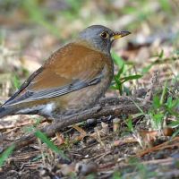 十二个Zodiali很容易失去十二生肖