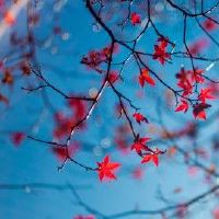 越多,你就越失去了星座