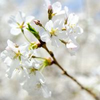 2022年本命年虎年祝福语 本命年人事事如愿、好运连连