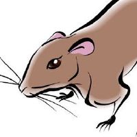 哪个月是一个男孩？