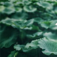 梦想着莲花叶
