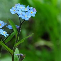 十二个星座的守护者