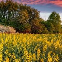 家里的金色♪在门廊上放置吗?