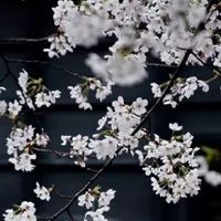 农历几日嫁得最好 十二日出生旺全家