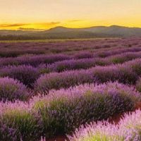 唱歌木材适合钓鱼？丰水是好吗？