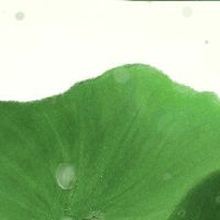 你能修复清明节的坟墓吗？在这个假期，你会注意