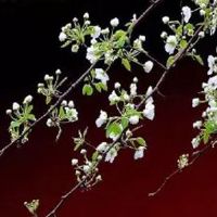 男孩出生占什么日子好 十九出生智勇双全