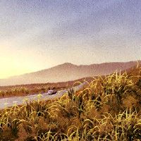 猴子可以在7月2022年7月拿起汽车播放卡