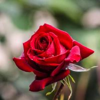 2020珍贵的人护送,人民的人