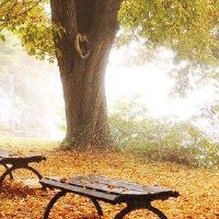 白色晶圆很好,如何改善财富