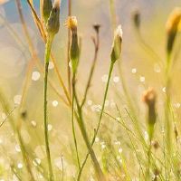 金箔的五个元素有什么好处？