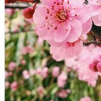 春分为什么要扫墓祭祖 春祭必备贡品盘点