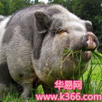 胖猪的梦想
