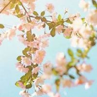 虎宝宝忌什么属相兄妹 个性不合会引发矛盾