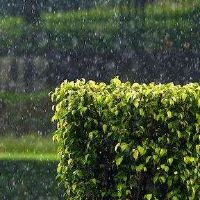 莎泽钟金梅特人民的颜色是什么？