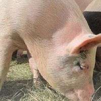 96只老鼠男性和95名猪女性结婚了（95只猪和96只大鼠婚姻）