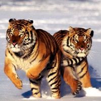 1974年,老虎男士2022财年48岁小霍男2022月每月财富