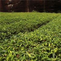 梦茶树