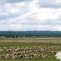 牧业公司名字-牧业公司起名