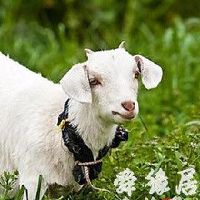 山狗养殖场起名大全