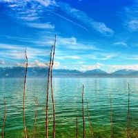 什么样的职业对柳树人有益