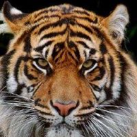 1974年,老虎女2022次运营详细解释了48岁的老虎女成立2022周年