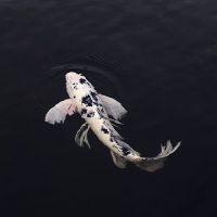 梦见水鱼