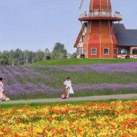 在房间里滋补什么植物,好风水