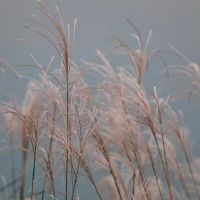 八字看命里几套房