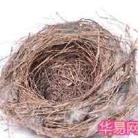 梦想鸟巢