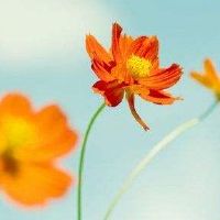 在丁中出生的人的八个字符命运是什么?